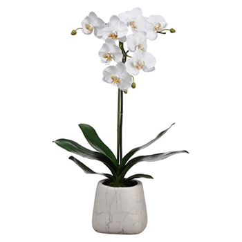 Phalaenopsis Orchid 30in