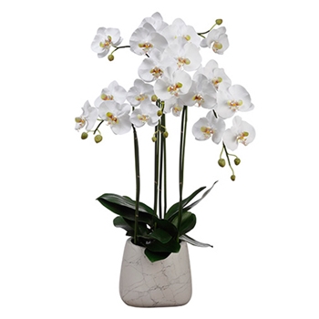 Phalaenopsis Orchid 35in