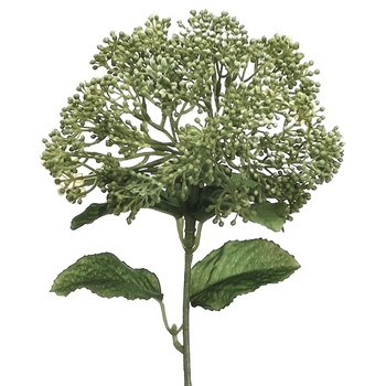 Skimmia Seed 12in