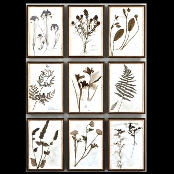 12W/18H Framed Prints - Botany Sepia I 