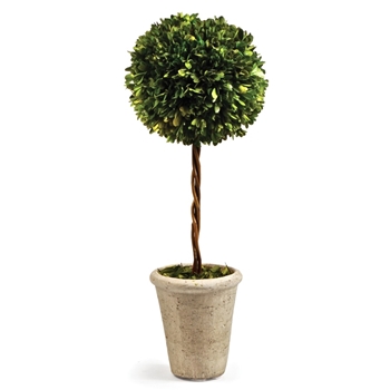 Boxwood Preserved - Topiary 1Ball 8W/23H