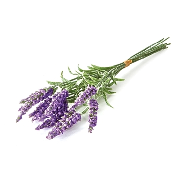 Lavender - Bundle12 Violet 11IN 