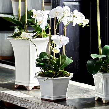 Orchid - Phalaenopsis Potted White 9W/18H Barclay Butera - CC251