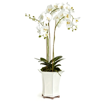 Orchid - Phalaenopsis Potted White 12W/36H Barclay Butera - CC252