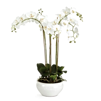 Orchid - Phalaenopsis Potted White 10W/30H Barclay Butera - CC253