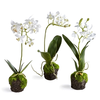 Orchid - Dendrobium Drop-In White 12IN Asst - DI1225 - Root Ball 2.2x2.5in