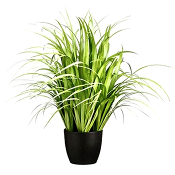 Grass - Reed Plant 38in Black Pot - LQG211-GR/LT