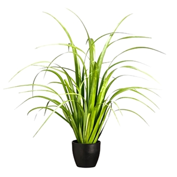 Grass - Reed Plant 33in Black Pot - LQG210-GR/LT