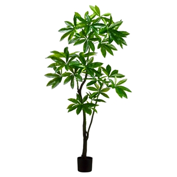 Pachira Eva Tree - 72in Plastic Pot - LTP206-GR