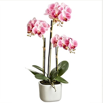 Orchid - Phalaenopsis Pink in White Rounded Planter 25in - LFO024-PK/TT