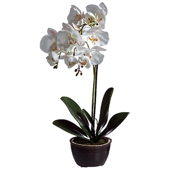 Orchid - Phalaenopsis Potted White/Blush Pink 20H - LFO310-WH/PK