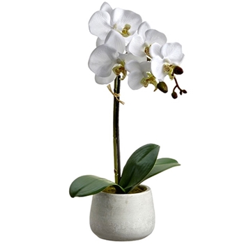 Orchid - Phalaenopsis Potted White 16in - LFO001-WH