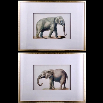 32W/24H Framed Print - Elephant Drawing 2ast