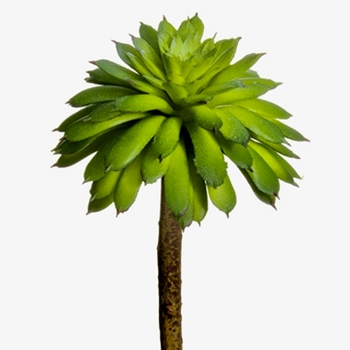 Succulent - Echeveria Mini 5in Lime Green - CE1358-GR