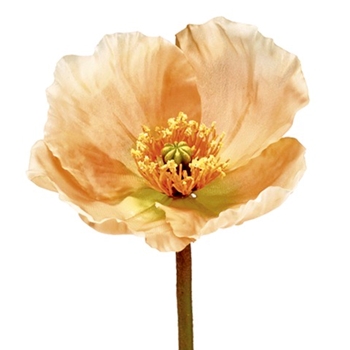 Poppy - Bloom Coral Peach 23IN - HSP464-CO