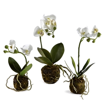 Orchid - Phalaenopsis Drop-In White 11IN Asst - DI1227 - Root Ball 2.5x2.5in