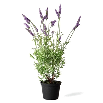 Lavender - Drop In Pot 4W/17H