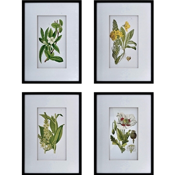 20W/28H Framed Glass Print - Botanical White Matt