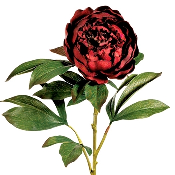 Peony - Bloom Dried Burgundy 30in Leafy - GTP025-BU