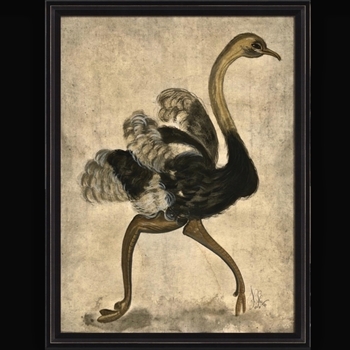 32W/42H Framed Print - Ostrich - Kolene Spicher