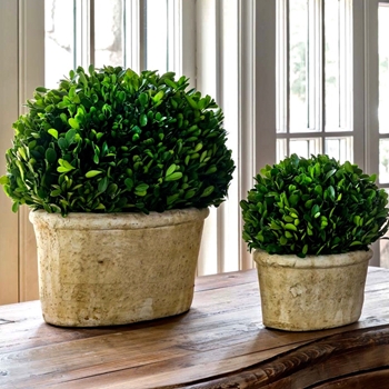 Boxwood Preserved - Topiary Oval LARGE 16x12