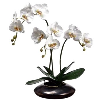 Orchid - Phalaenopsis Potted White in Bronze Bowl 22IN - LHO612-WH/GR