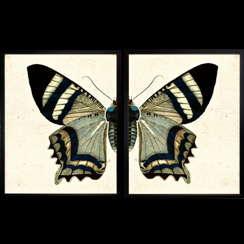 38W/25H Framed Glass Print Butterfly #IJ Set2