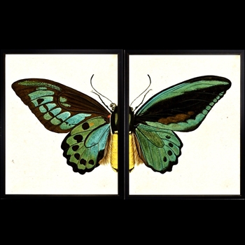 26W/17H Framed Glass Print Butterfly #AB Set2