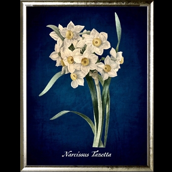 18W/24H Framed Glass Print  Narcissus Azure