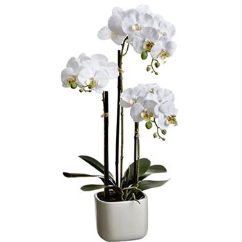 Orchid - Phalaenopsis White in White Rounded Planter 25in - LFO024-WH