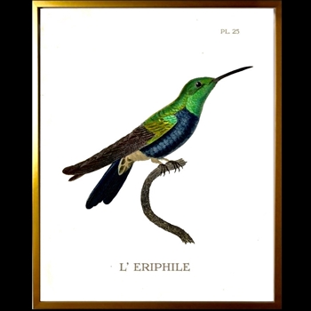 10W/12H Framed Glass Print Hummingbird #25 Right