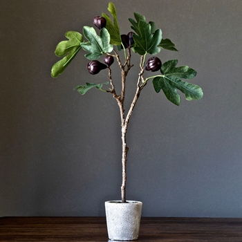 Fig Tree - Topiary 19W/12D/25H