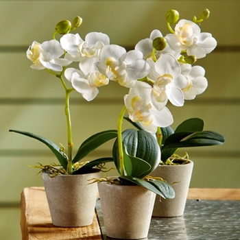 Orchid - Phalaenopsis Mini Pot 9in - NGP508