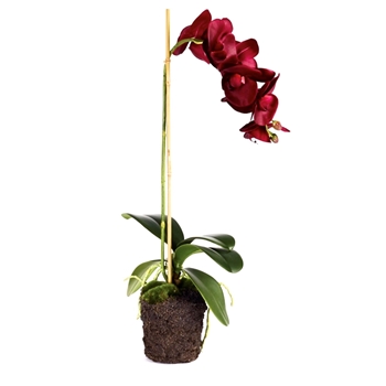 Orchid - Phalaenopsis  Ruby Drop-In 25in - CC340 - Root Ball 4x4.5in