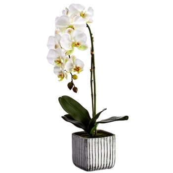 Orchid - Phalaenopsis White Striped Pot 22IN - LFO818-WH