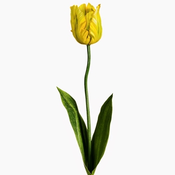Tulip - Parrot Yellow/Green 25in - FST718-YE