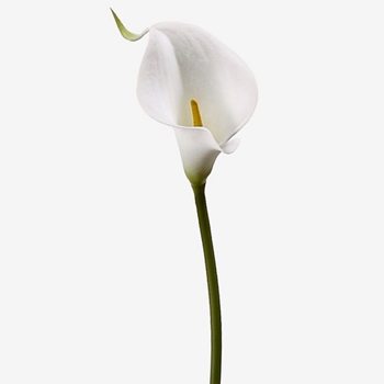 Calla Lily - White Mini 15in - FSL070-WH