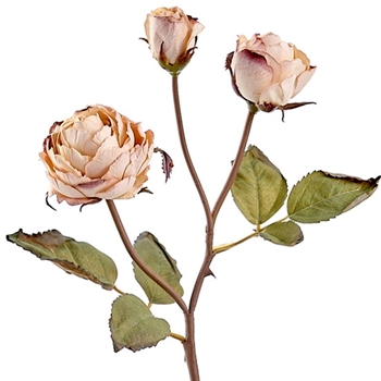 Rose - Bud Cutting Vintage Dried 3 Head Blush 21in - FSR527-BE