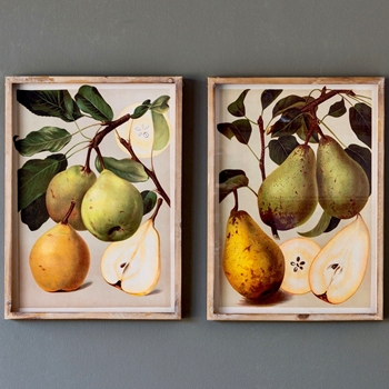 15W/20H Framed Print - Bartlett Pears 2 Styles Sold Individually