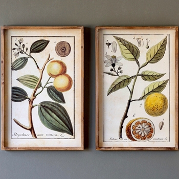 16W/24H Framed Print - Botanical Citrus 2 Styles Sold Individually