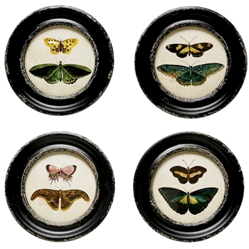 10W/10H Framed Print - Butterflies & Moths Round - Sold Individually