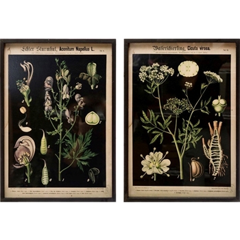16W/22H Framed Print - Botanica on Black - Sold Individually