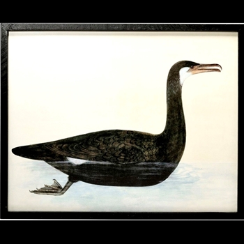 20W/16H Framed Print - Vintage Seabird Cormorant
