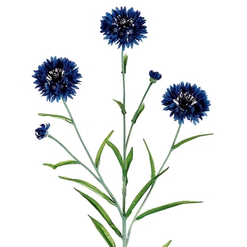 Cornflower - Indigo Blue 25in