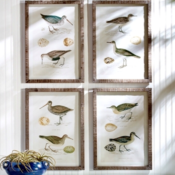 20W/28H Framed Print - Coastal Birds 4 Asst Sold Individually