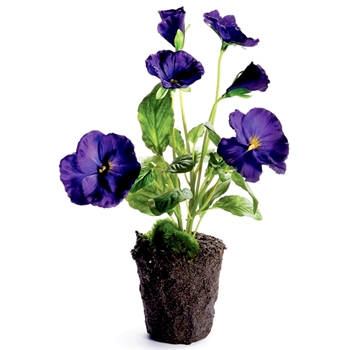 Pansy Drop-In Cobalt 3W/11H - CC334 - Root Ball 3W/4H