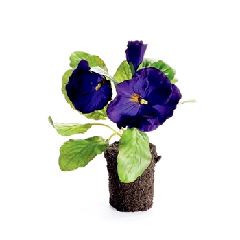 Pansy Drop-In Cobalt 3W/6.5H - CC333 - Root Ball 2W/2.5H