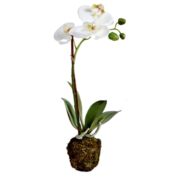 Orchid - Phalaenopsis Drop In White 15IN - DI1202 - Root Ball 3x3in