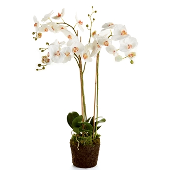 Orchid - Phalaenopsis Drop-In White 31H - K118W - Root Ball 6x7in