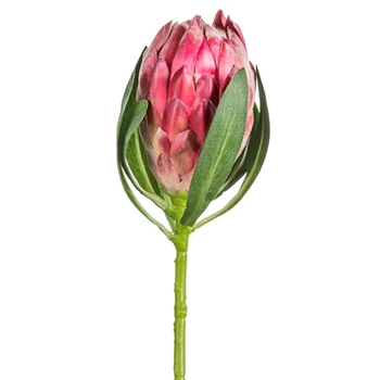 Protea - Coral Bud 26in - FSP185-BT
